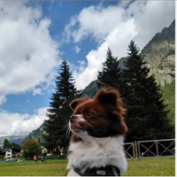 Accoppiamento Chihuahua maschio pelo lungo 6 anni