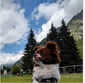 Accoppiamento Chihuahua maschio pelo lungo 6 anni