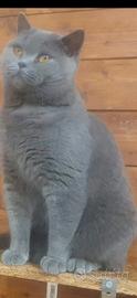 British shorthair