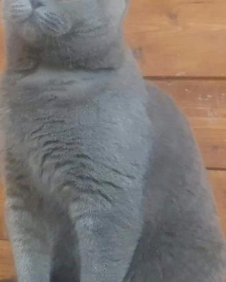 British shorthair