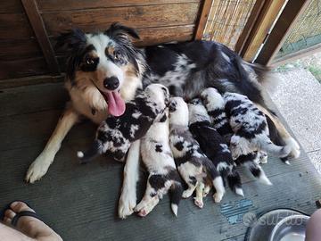 Cuccioli pastore australiano