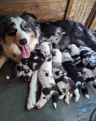 Cuccioli pastore australiano