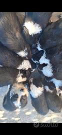 Cuccioli BORDER COLLIE RECUPERO SPESE