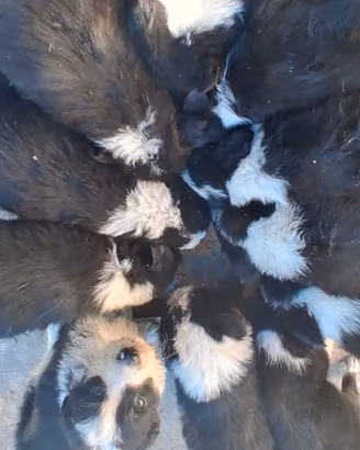 Cuccioli BORDER COLLIE RECUPERO SPESE