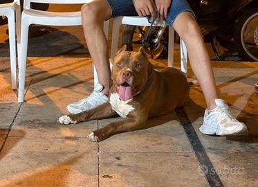 Pitbull 