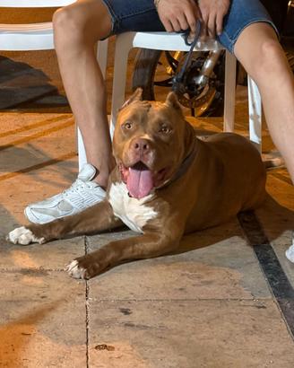 Pitbull 