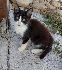 Gattini