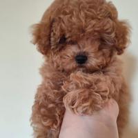 Barboncina toy fulva con tutti i vaccini