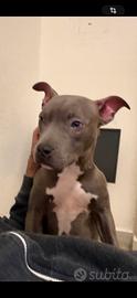 Cucciola Pitbull