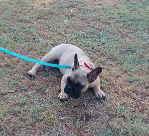 Bulldog francese