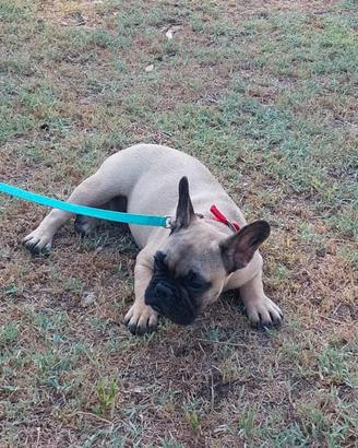 Bulldog francese