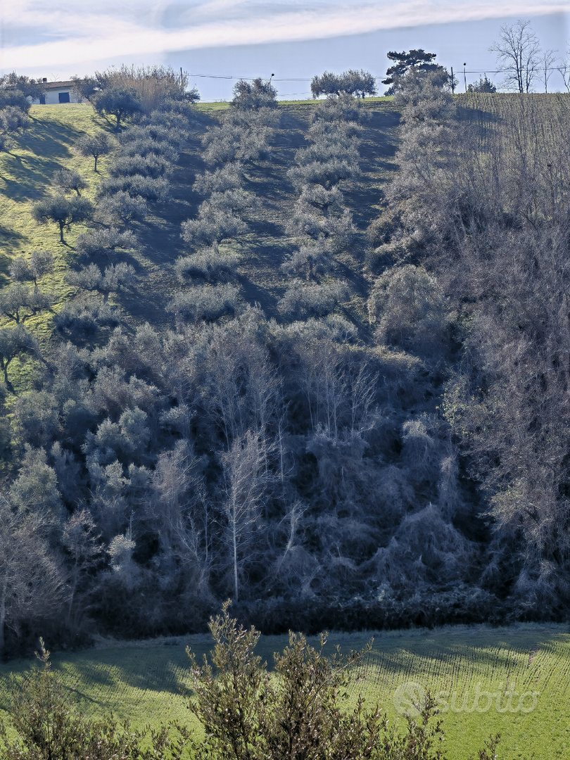 Terreno edificabile e agricolo - Vista 6