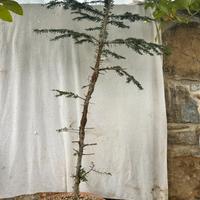 Pre bonsai abete bianco YAMADORI