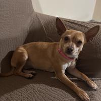 Chihuahua