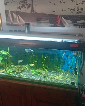 acquario 120 litri