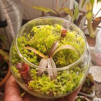 P. Carnivora N. Rebecca Soper (Mini terrario)