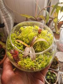P. Carnivora N. Rebecca Soper (Mini terrario)