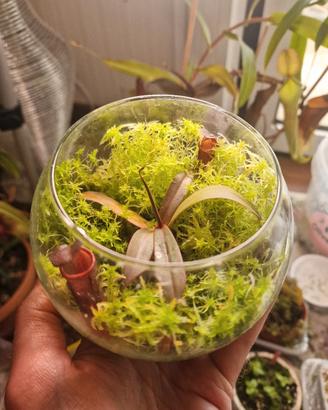 P. Carnivora N. Rebecca Soper (Mini terrario)
