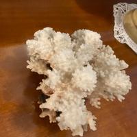 Corallo bianco