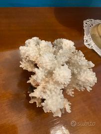 Corallo bianco