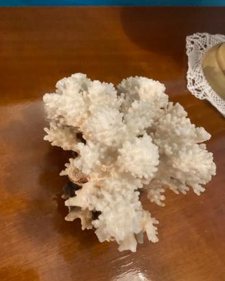 Corallo bianco