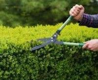 G i a r d i n i e r e