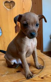 Cagnolini Pinscher
