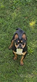 Splendido cucciolone di bouledogue francese