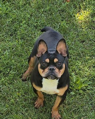 Splendido cucciolone di bouledogue francese