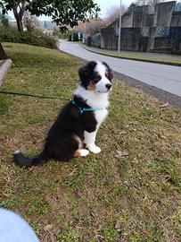 Pastore australiano Black tricolor