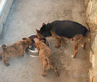 cuccioli di piccola taglia 