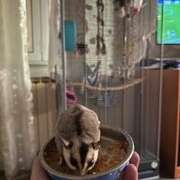 Petauro dello zucchero