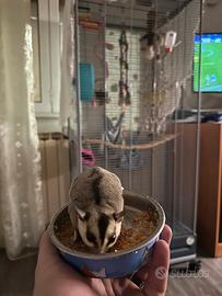 Petauro dello zucchero