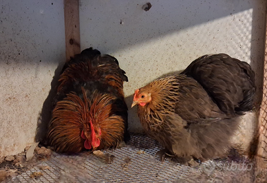 Coppia di galline concicina nana
