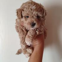 Maltipoo maschi