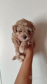 Maltipoo maschi