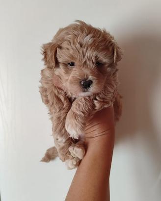 Maltipoo maschi