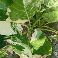 alocasia M. variegata