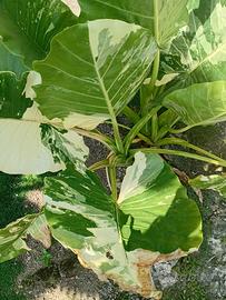 alocasia M. variegata