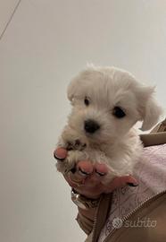 Cuccioli di MALTESI