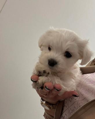 Cuccioli di MALTESI