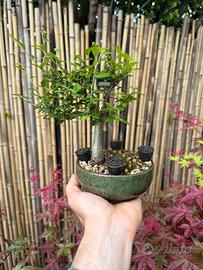 Bonsai e prebonsai