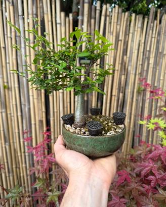 Bonsai e prebonsai