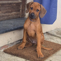 Rhodesian Ridgeback