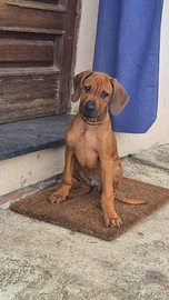 Rhodesian Ridgeback
