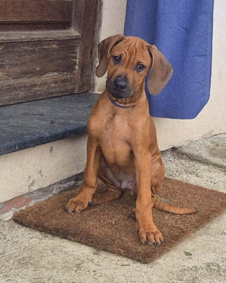 Rhodesian Ridgeback