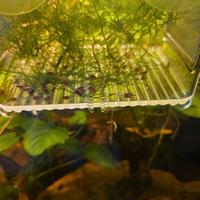 Caridine red scarti di selezione