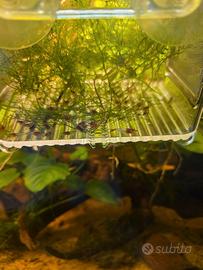 Caridine red scarti di selezione