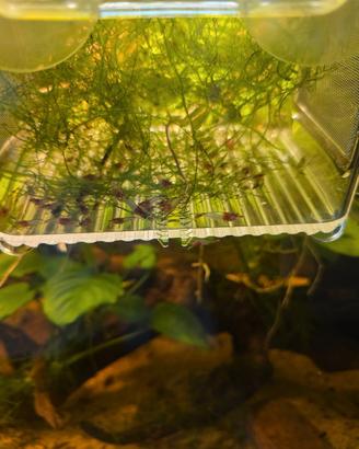 Caridine red scarti di selezione