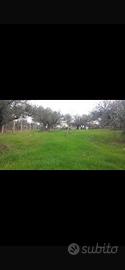 Terreno agricolo